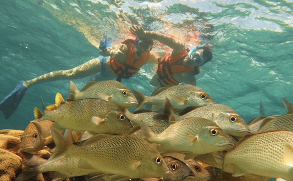 Scuba Diving and Snorkel: Scuba Diving 2 Tank