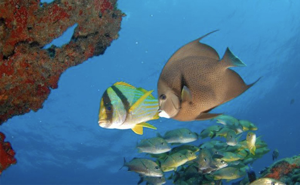 Scuba Diving and Snorkel: Snorkel at Night