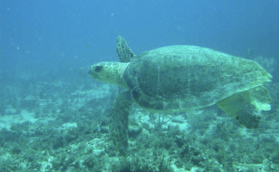 Scuba Diving and Snorkel: Snorkel Expedition