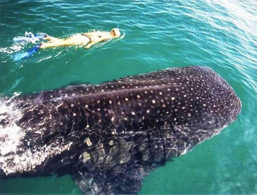 Whale Shark Tour