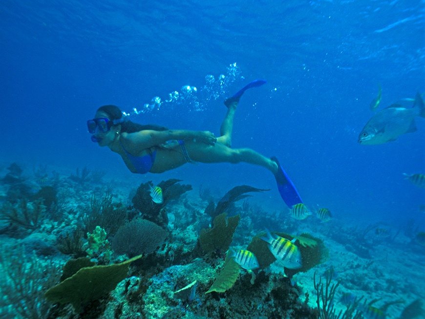 Transportation to Xcaret and Dolphin Ride